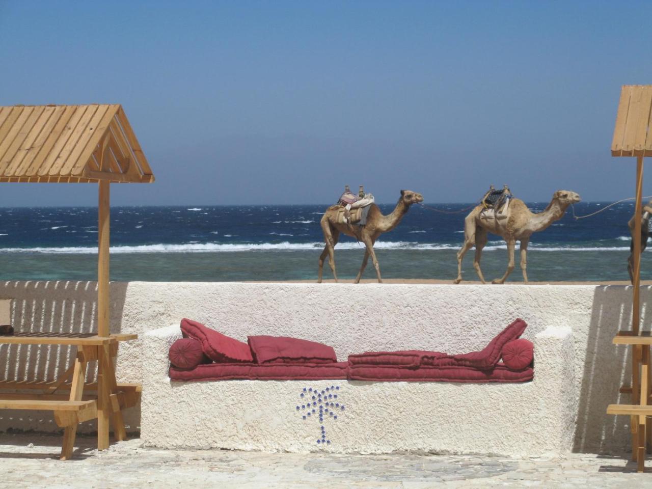 Daniela Diving Resort Dahab Extérieur photo